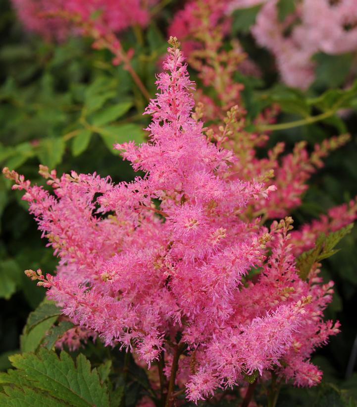 Astilbe Younique Pink