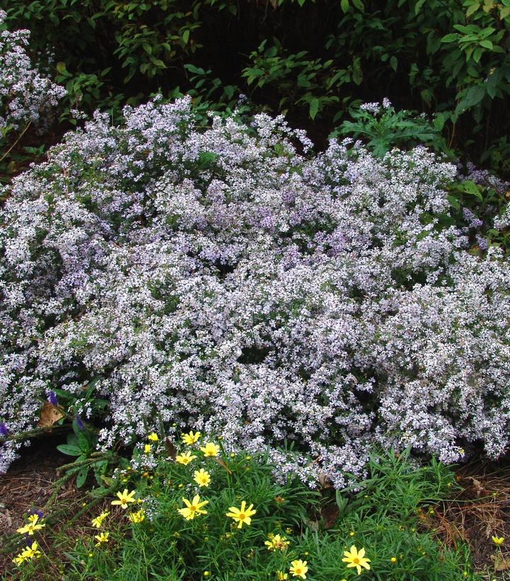 Aster cordifolius 