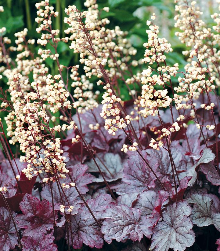 Heuchera x City™ 'Shanghai'