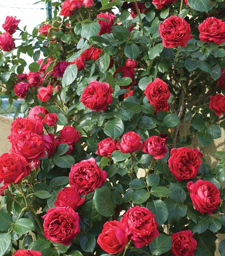 Rosa Eden Climber™ Red