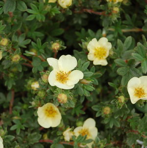 Potentilla fruticosa Primrose Beauty