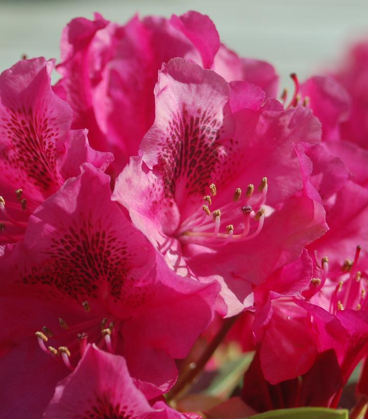 Rhododendron cat. Nova Zembla