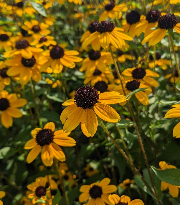 Rudbeckia triloba 