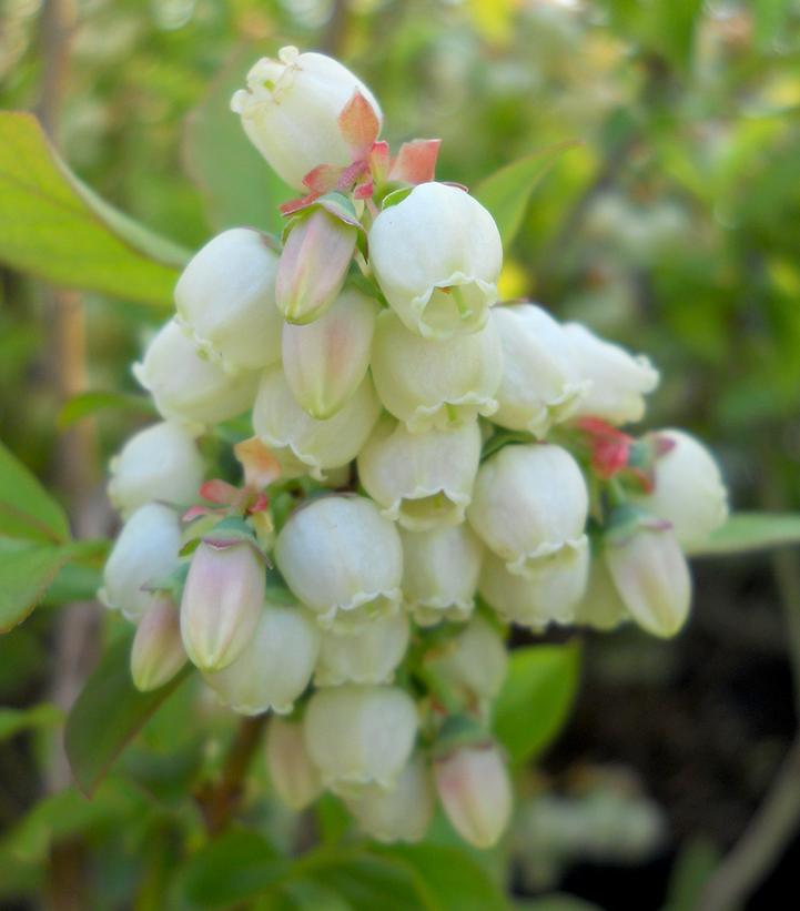 Vaccinium corymbosum 'Patriot'