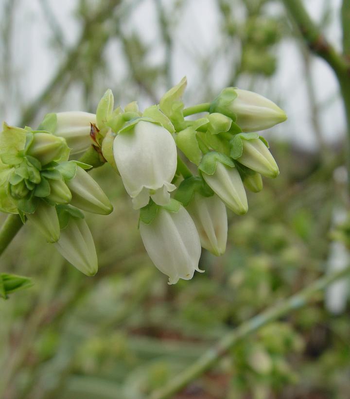 Vaccinium corymbosum Blue Jay