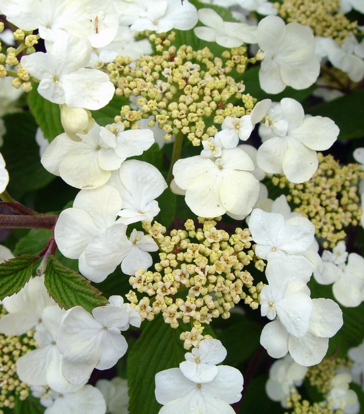 Viburnum p. t. Mariesii