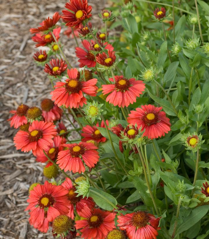 Gaillardia aristata Burgundy