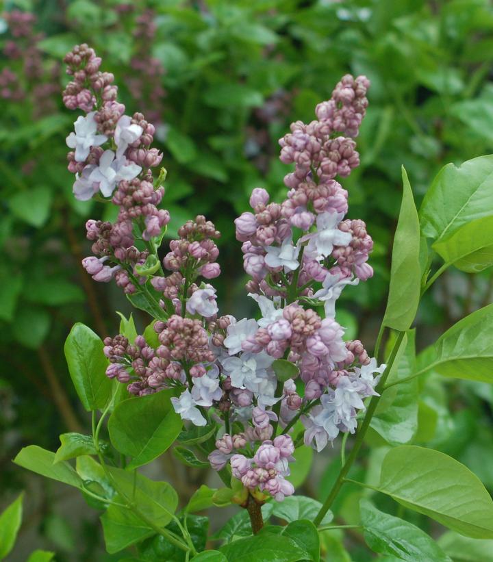 Syringa 'Equinox Valley'