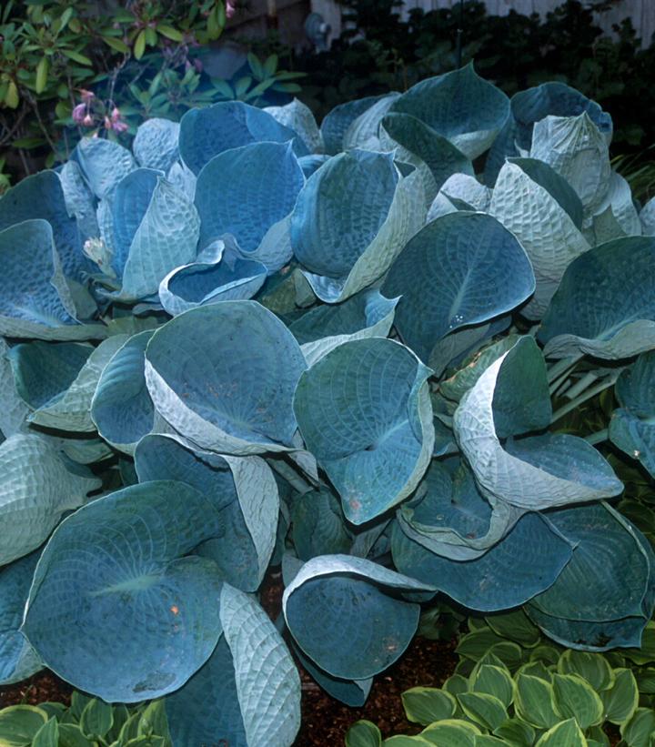 Hosta 'Abiqua Drinking Gourd'