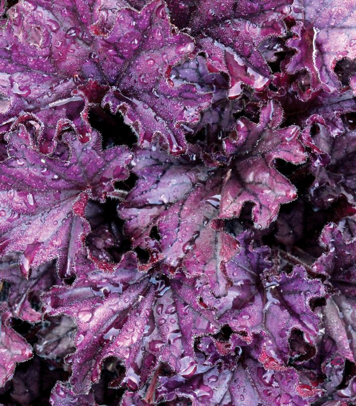 Heuchera x Forever® Purple