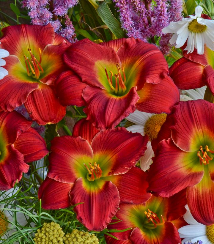 Hemerocallis Red Hot Returns