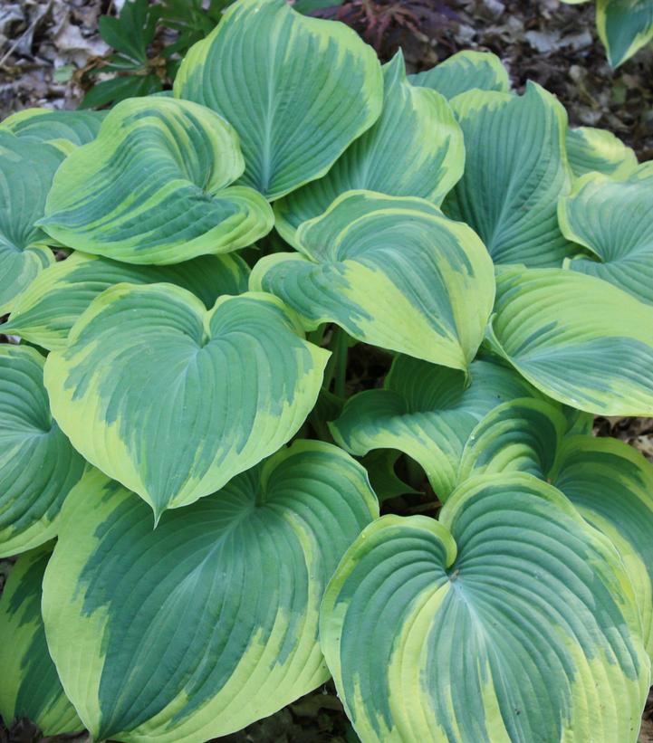 Hosta Earth Angel