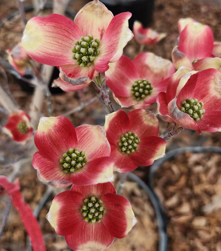 Cornus florida Cherokee Brave™