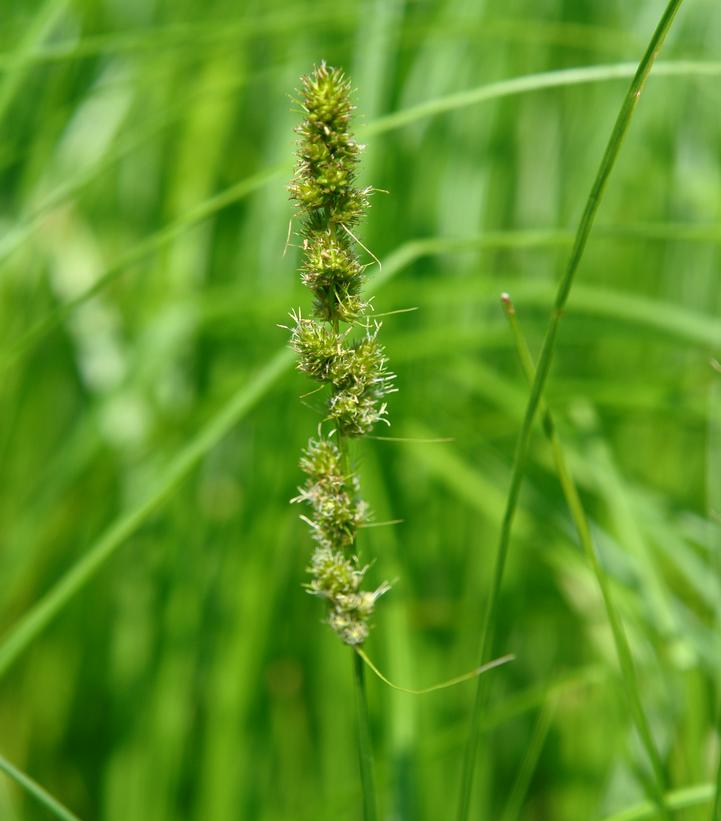 Carex vulpinoidea 