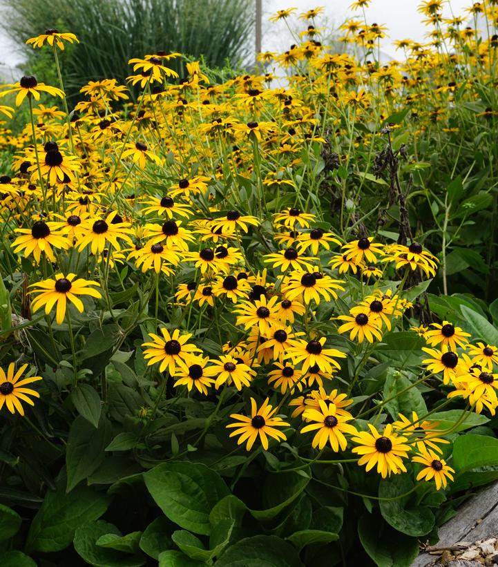 Rudbeckia fulgida deamii 