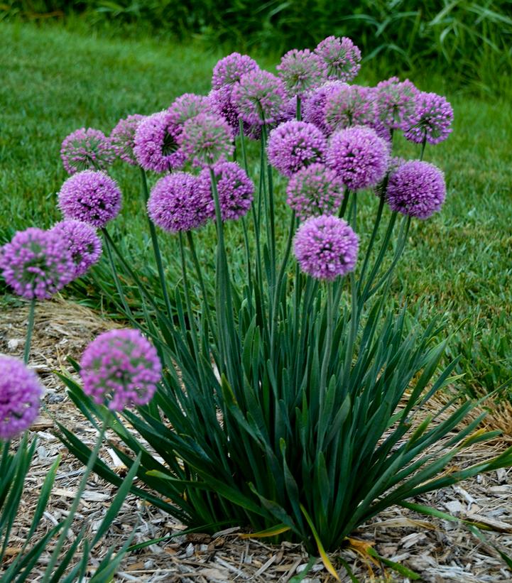 Allium 'Serendipity'