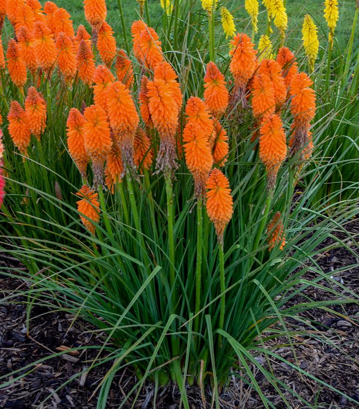 Kniphofia Pyromania® Pyromania® 'Orange Blaze'