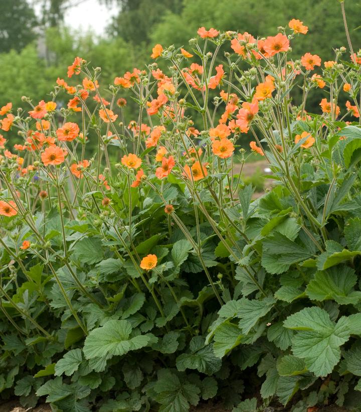 Geum Totally Tangerine™