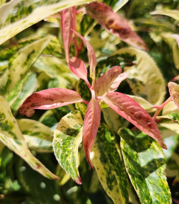 Leucothoe fontanesiana Rainbow