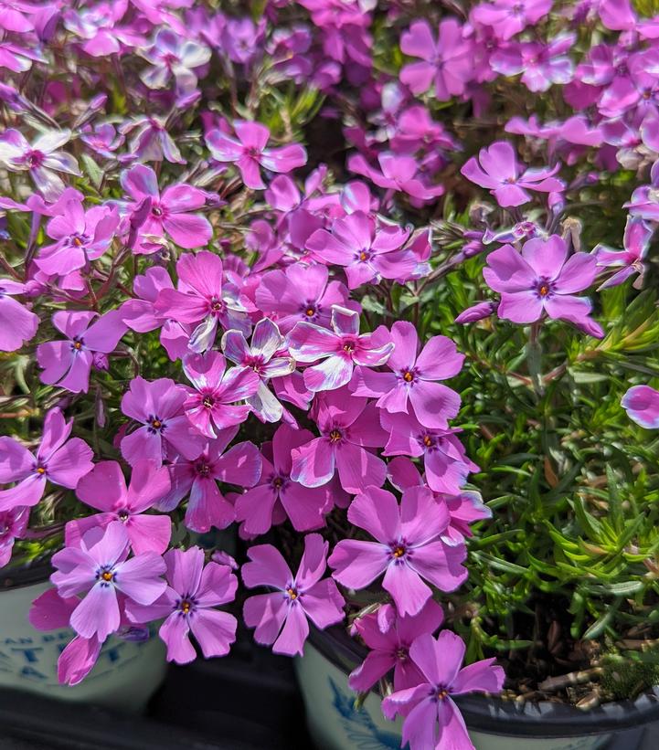 Phlox subulata Spring Purple