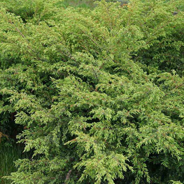 Juniperus communis Tortuga™