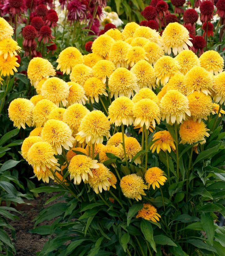 Echinacea Cara Mia™ Yellow