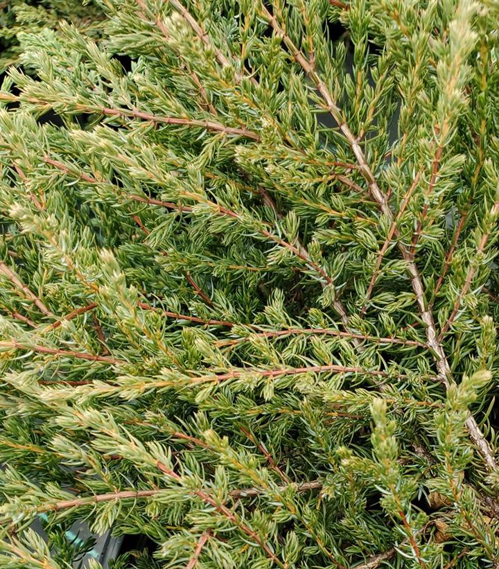 Juniperus communis 'Mondap'