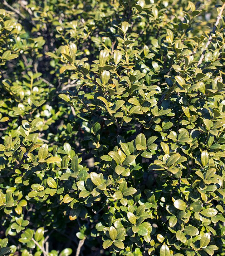 Ilex crenata Winterscape Chilly Willy