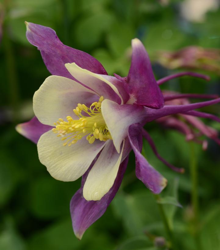 Aquilegia x Earlybird™ Purple Yellow