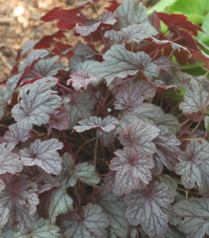 Heuchera x City™ 'Shanghai'