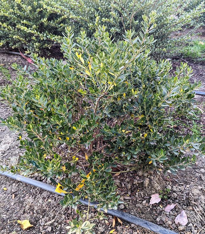 Ilex glabra Forever Emerald™