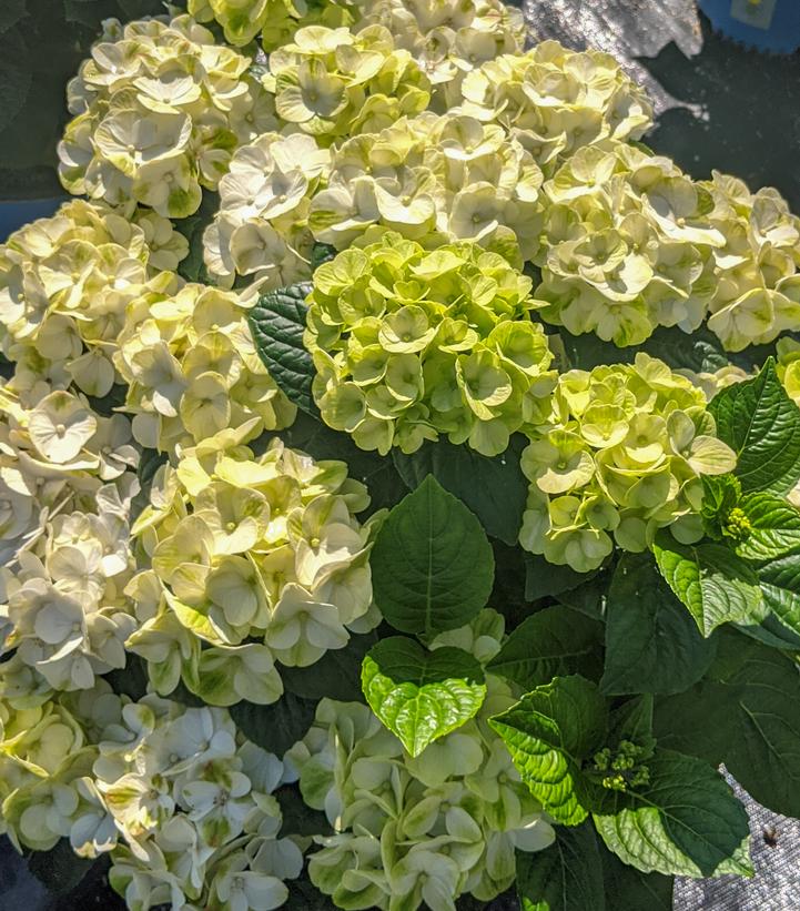 Hydrangea mac. Grin and Tonic™