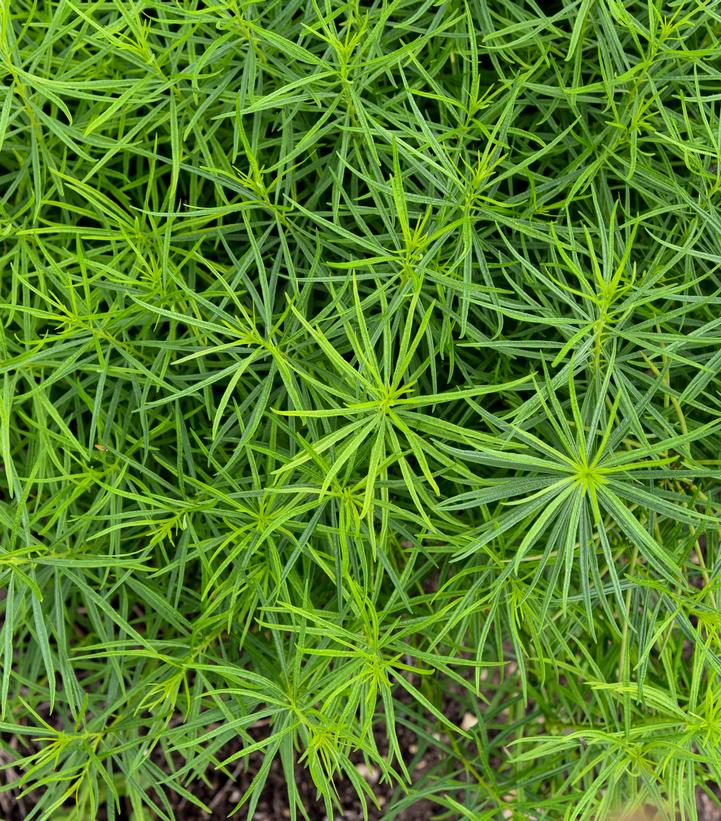 Amsonia hybrid 'String Theory'