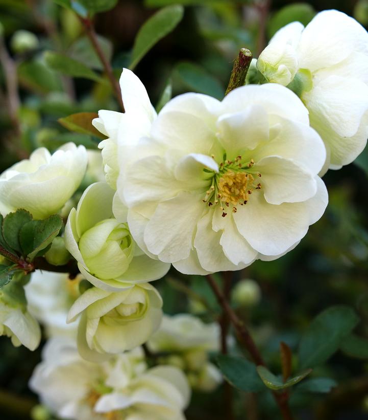 Chaenomeles speciosa Double Take Eternal White®