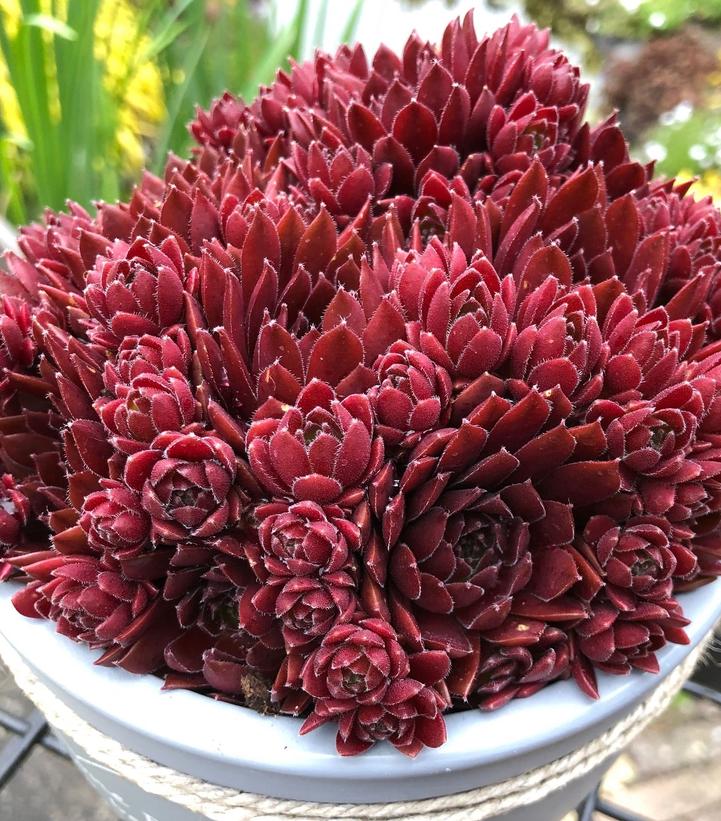 Sempervivum 'Coral Red'