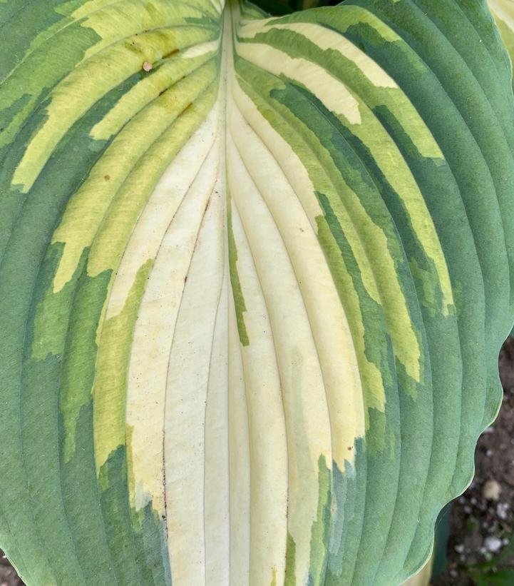 Hosta SHADOWLAND® 'Love Story'