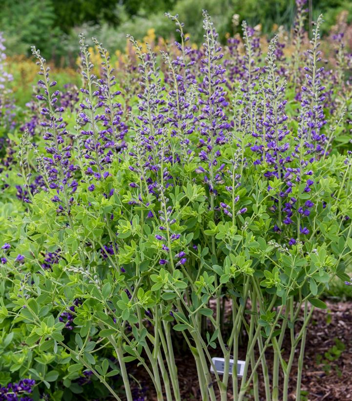 Baptisia x DECADENCE® DECADENCE® 'Periwinkle Popsicle'