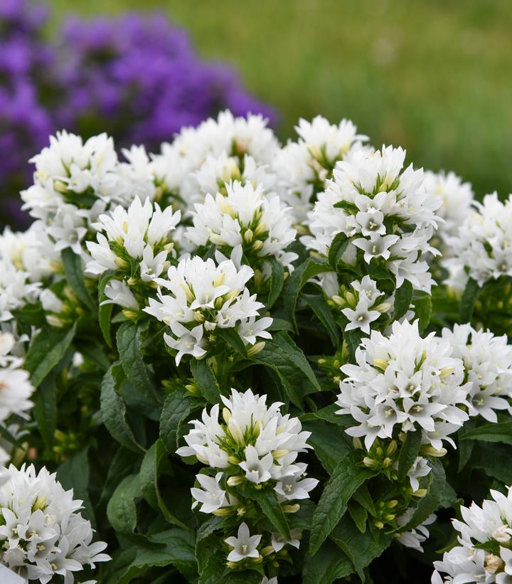 Campanula glomerata 'Angel Bells'