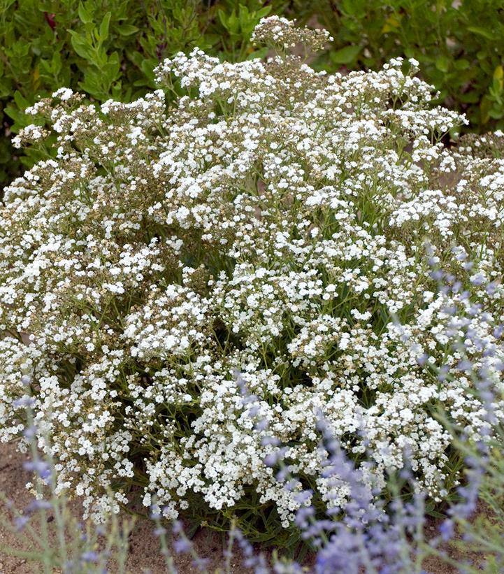 Gypsophila paniculata FESTIVAL STAR®