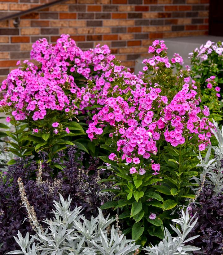 Phlox paniculata 'Prismatic Pink'