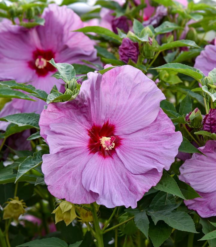 Hibiscus SUMMERIFIC® 'Lilac Crush'