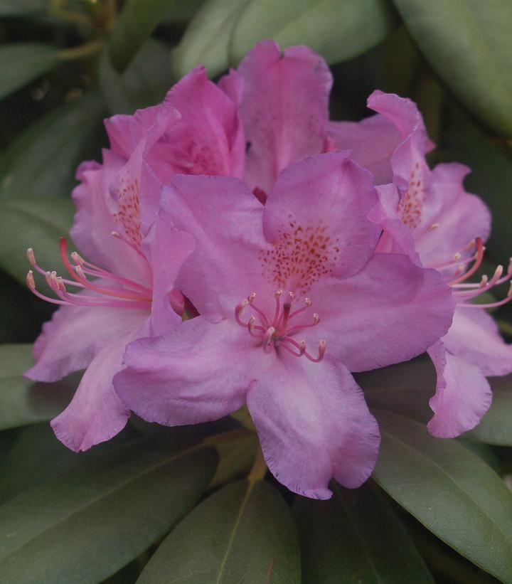 Rhododendron cat. Boursault