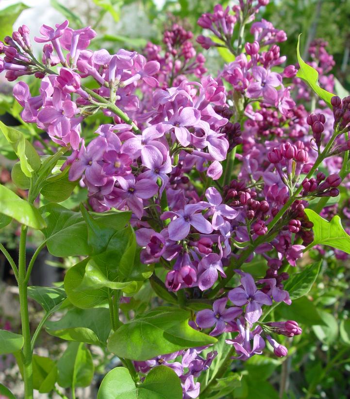 Syringa X hyacinthiflora 'Pocahontas'