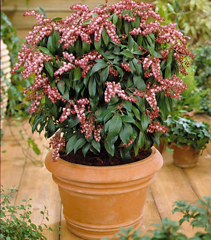 Pieris jap. 'Katsura'