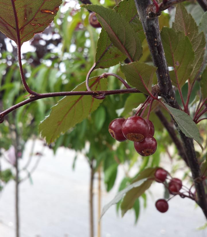 Malus X Royal Raindrops®