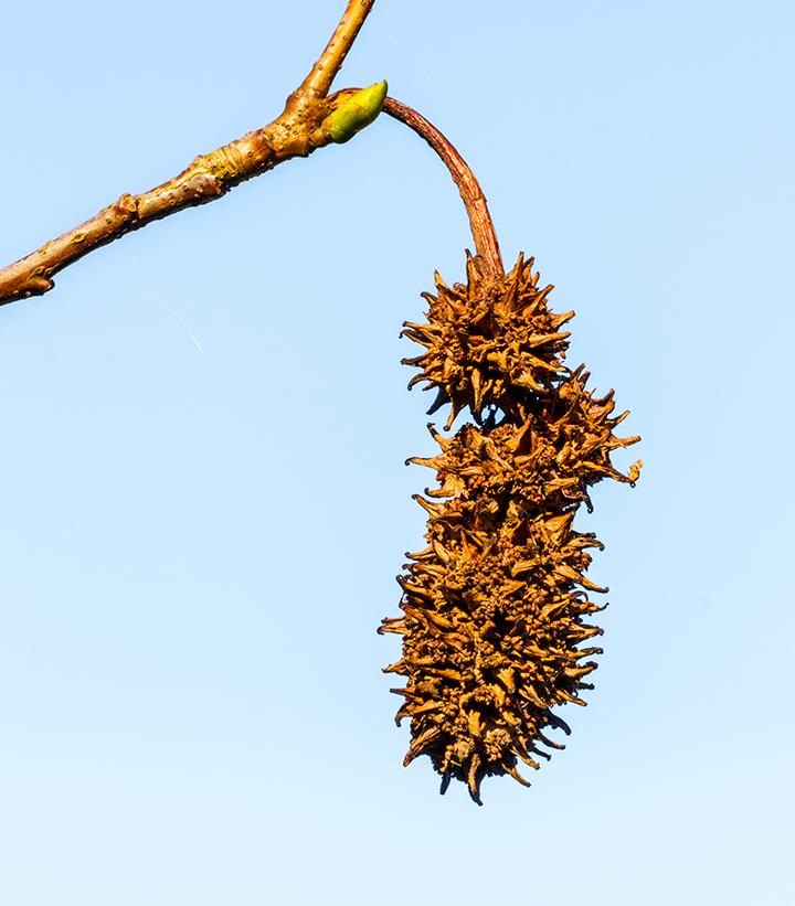 Liquidambar styraciflua 