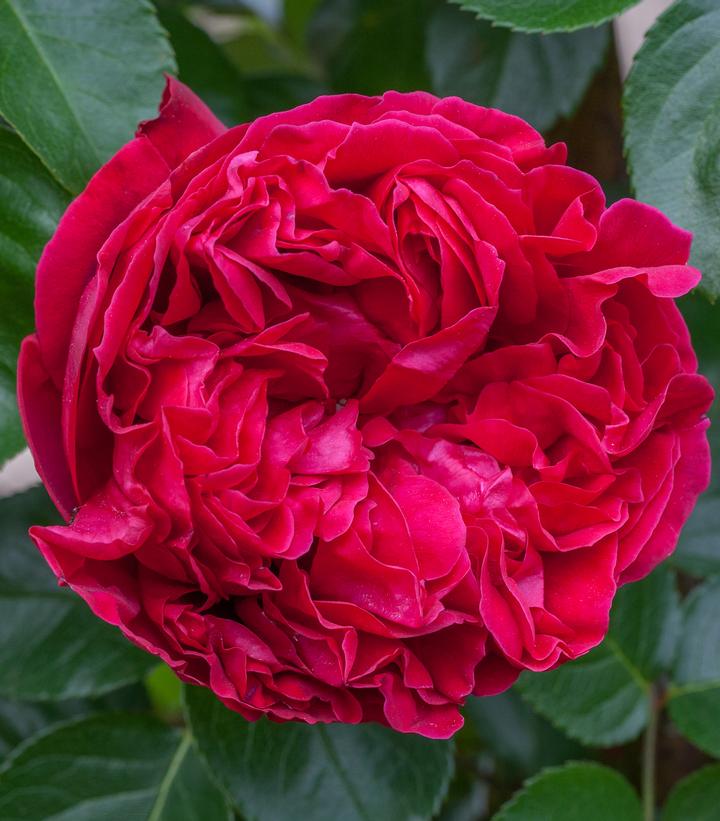 Rosa Eden Climber™ Red