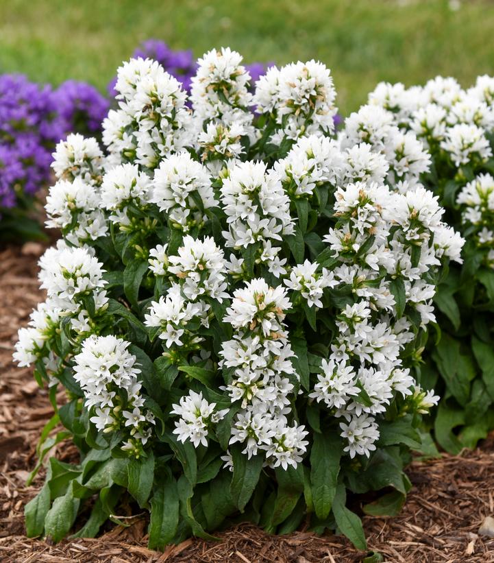 Campanula glomerata 'Angel Bells'