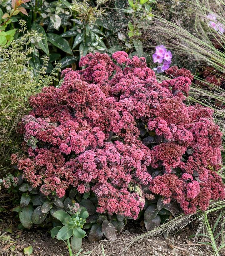 Sedum Rock `N Grow `Midnight Velvet`