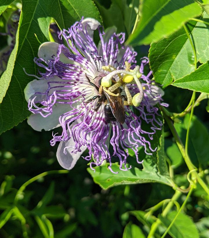 Passiflora incarnata 